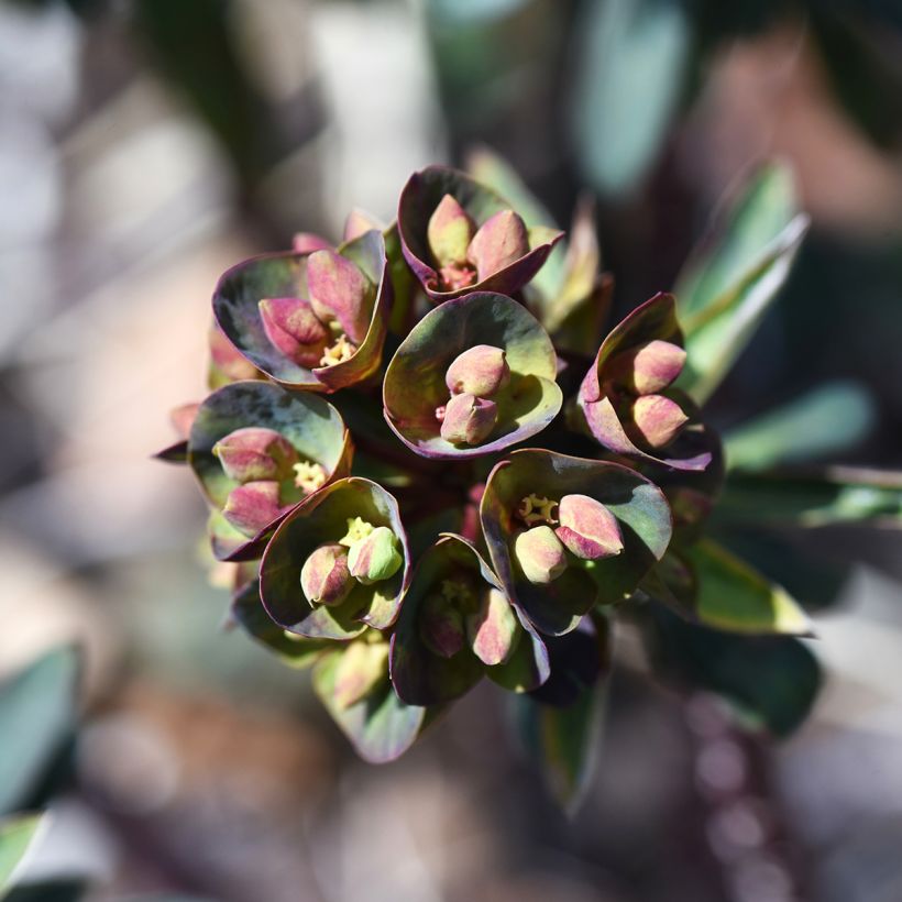 Euphorbia characias Black Bird (Fioritura)