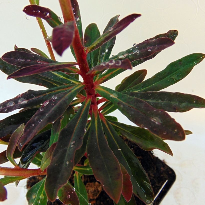 Euphorbia amygdaloides Purpurea (Fogliame)