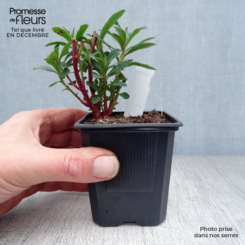 Euphorbe amygdaloides Purpurea - Euphorbe des bois pourpre en godet de 9 cm esemplare consegnato in inverno