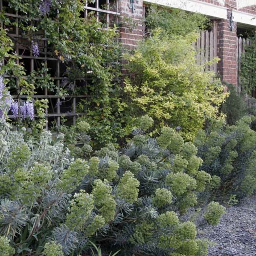 Euphorbia characias subsp. characias (Porto)