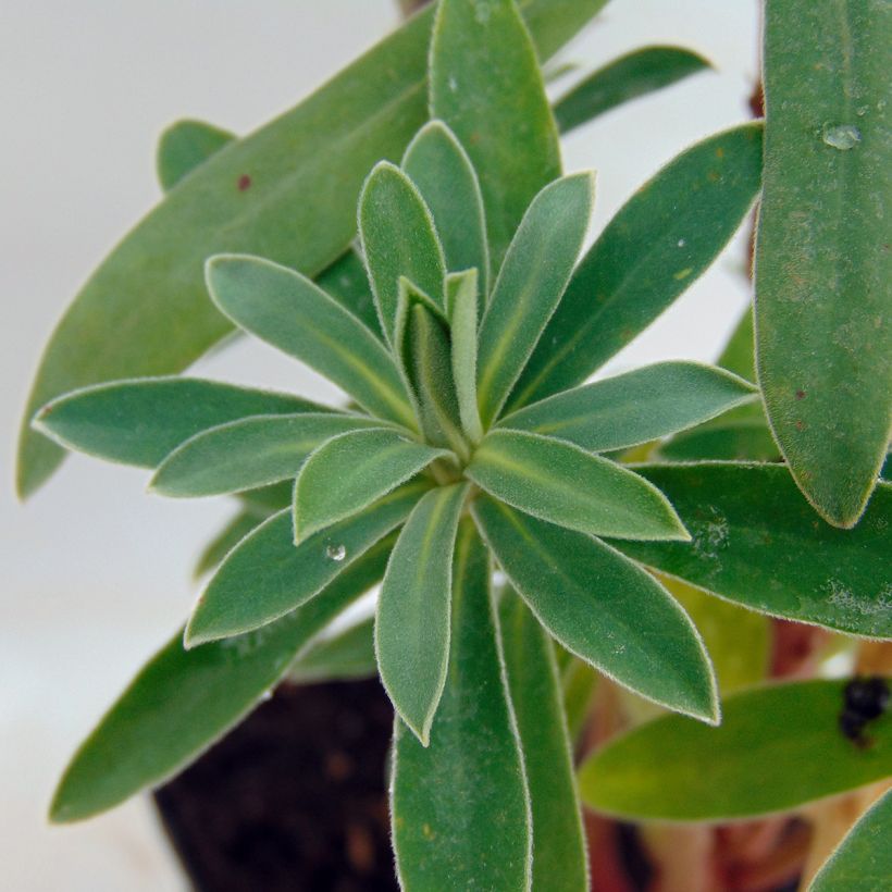 Euphorbia characias Humpty Dumpty (Fogliame)