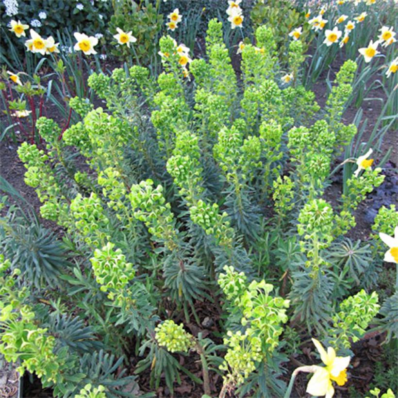 Euphorbia characias Humpty Dumpty (Fioritura)