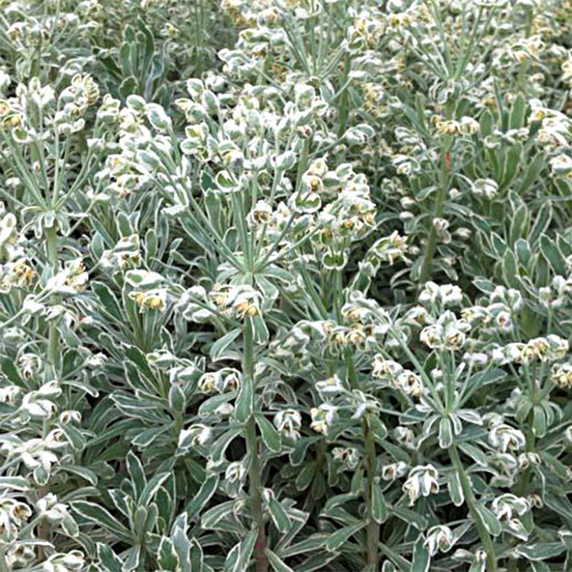 Euphorbia characias Wilcott (Porto)