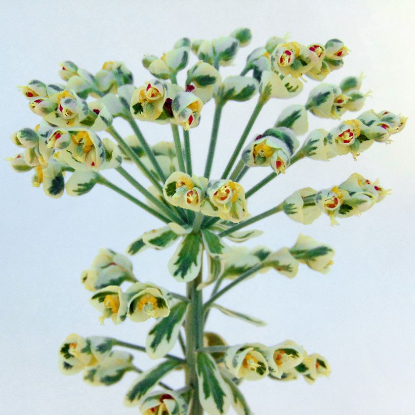 Euphorbia characias Wilcott (Fioritura)