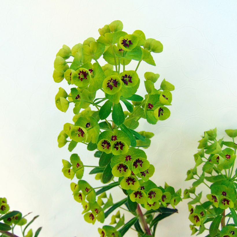 Euphorbia martinii (Fogliame)