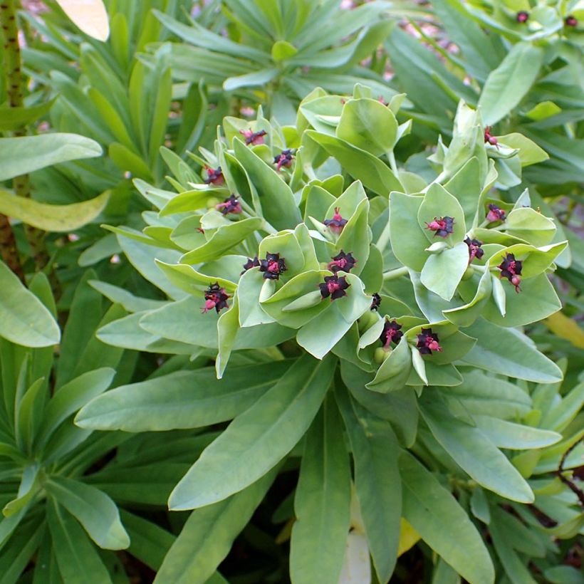 Euphorbia glauca (Fogliame)