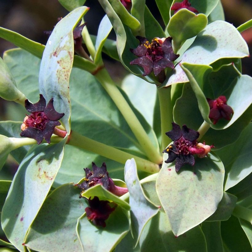 Euphorbia glauca (Fioritura)