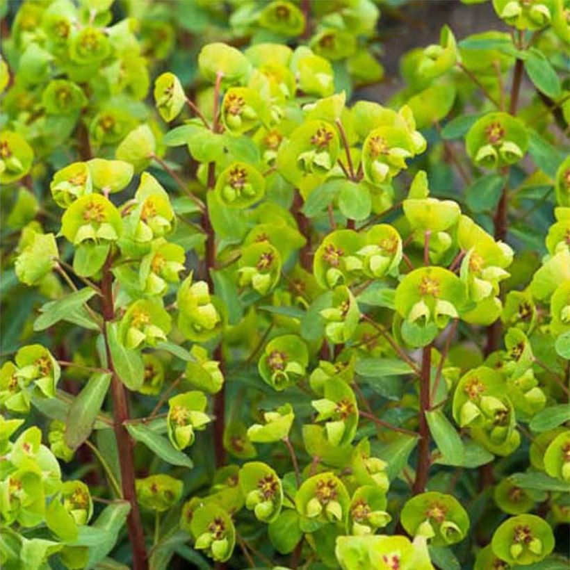 Euphorbia amygdaloides var. robbiae Whistleberry Garnet (Fioritura)