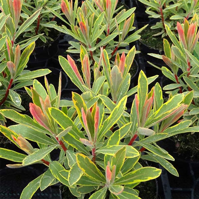 Euphorbia martinii Ascot Rainbow (Fogliame)