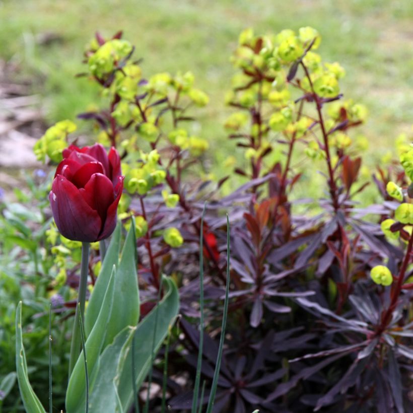 Euphorbia amygdaloides Purpurea (Porto)