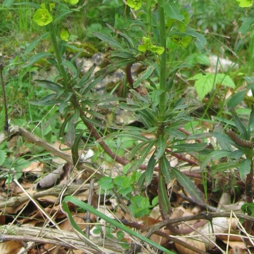 Euphorbia amygdaloïdes var. robbiae (Fogliame)