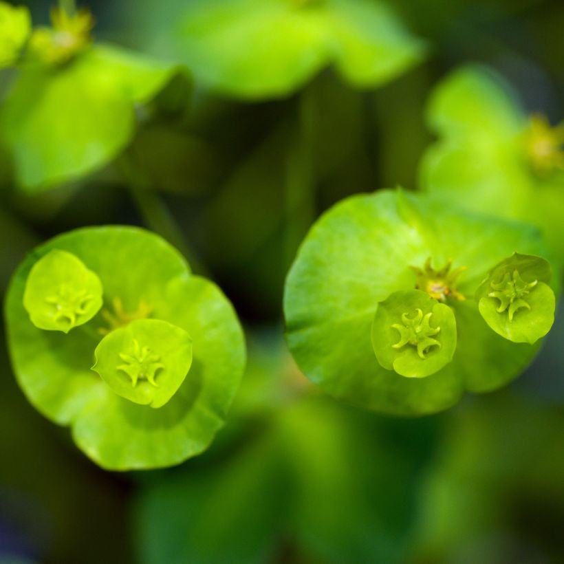 Euphorbia amygdaloïdes var. robbiae (Fioritura)