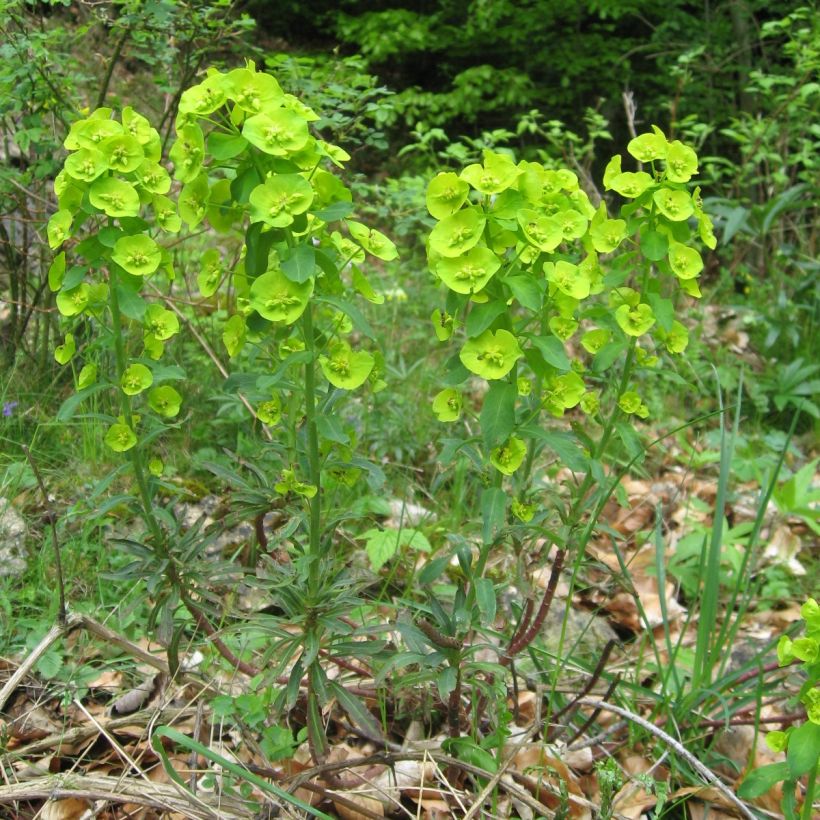 Euphorbia amygdaloïdes var. robbiae (Porto)