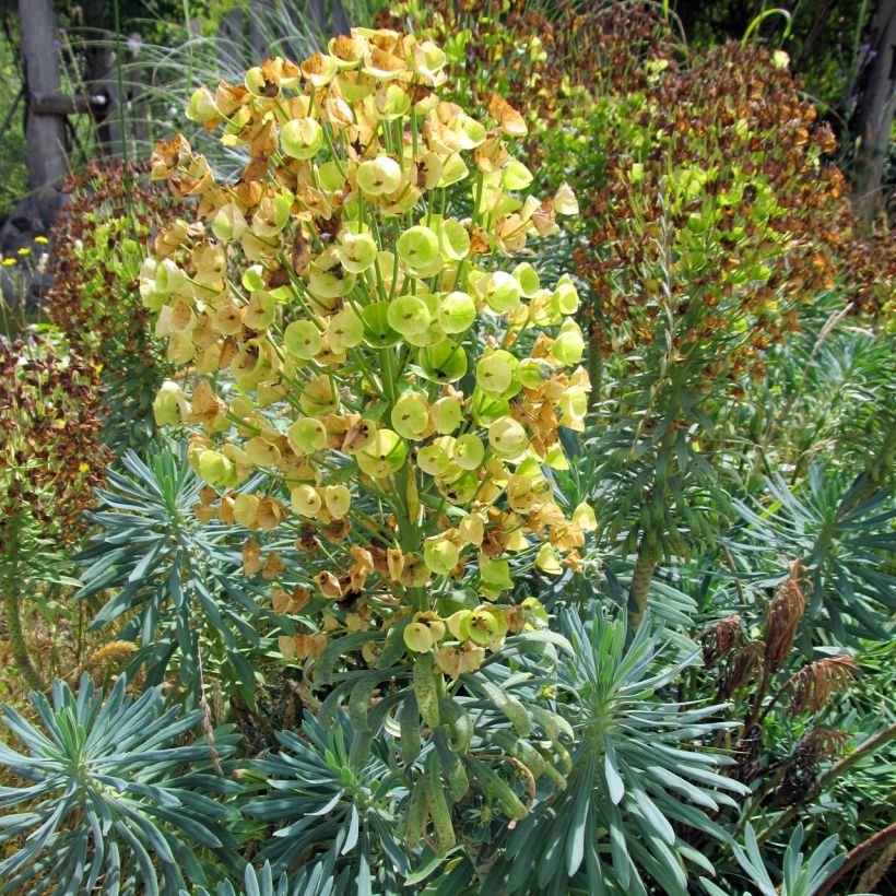 Euphorbia characias Blue Wonder (Porto)