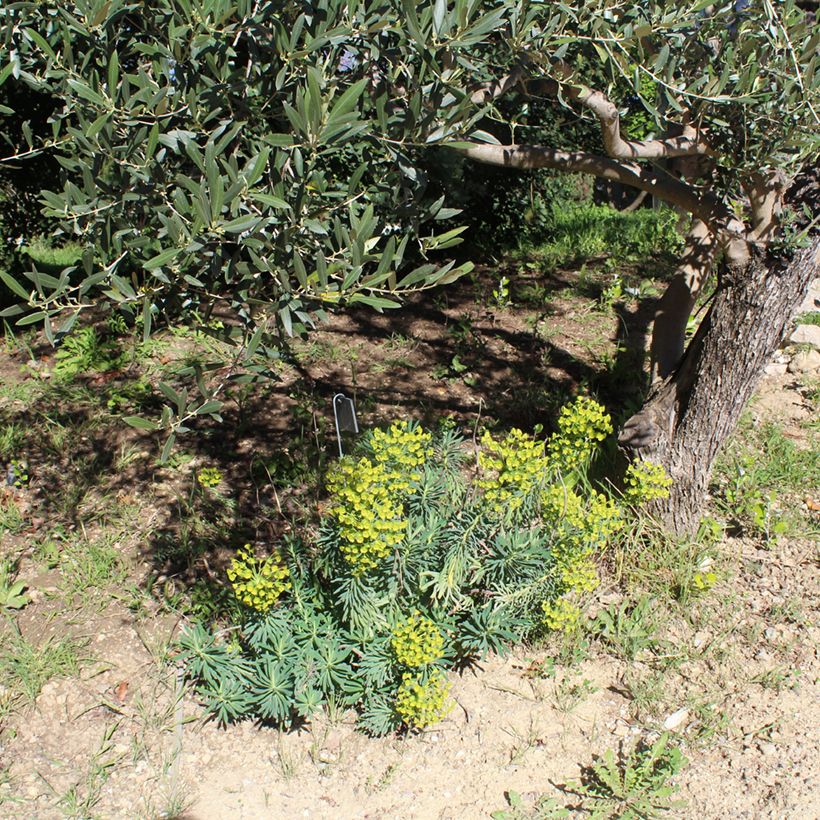 Euphorbia characias - Euforbia cespugliosa (Porto)