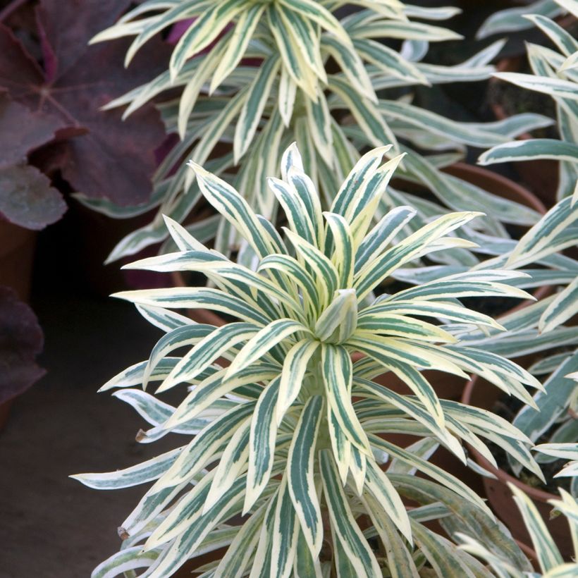 Euphorbia characias Tasmanian tiger (Fogliame)