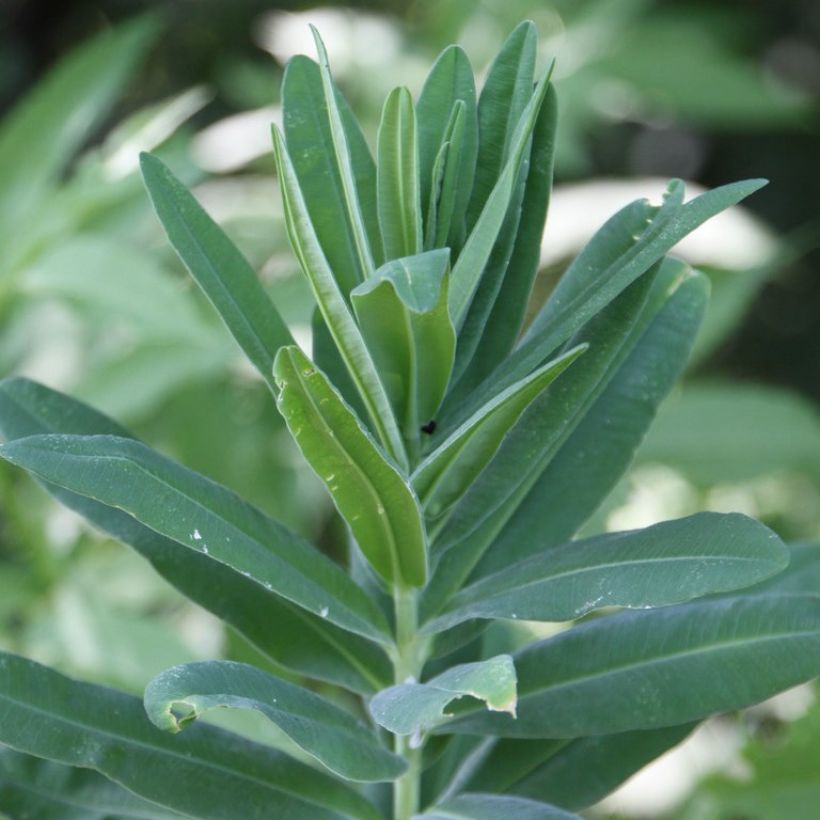 Euphorbia characias subsp. characias (Fogliame)