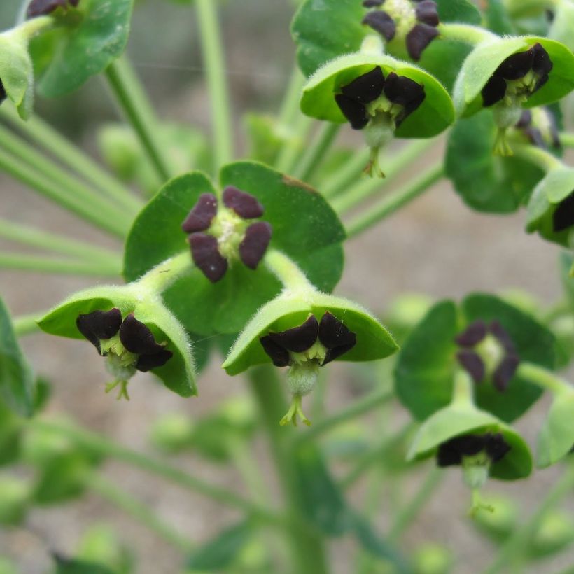 Euphorbia characias subsp. characias (Fioritura)