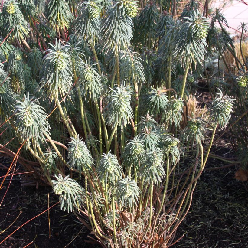 Euphorbia characias ssp. wulfenii (Porto)