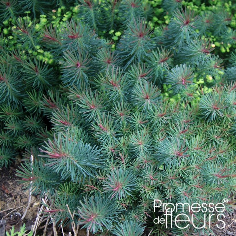 Euphorbia cyparissias Clarice Howard (Fogliame)