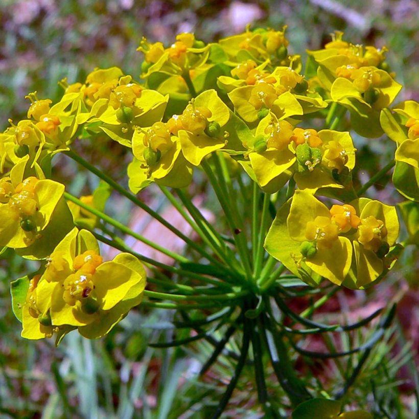 Euphorbia cyparissias Clarice Howard (Fioritura)