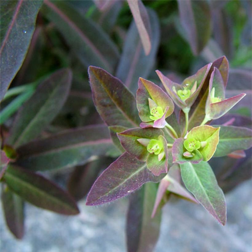 Euphorbia dulcis Chameleon (Fogliame)