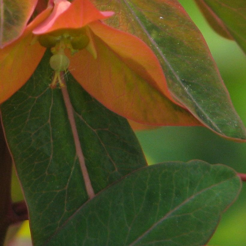 Euphorbia griffithii (Fogliame)