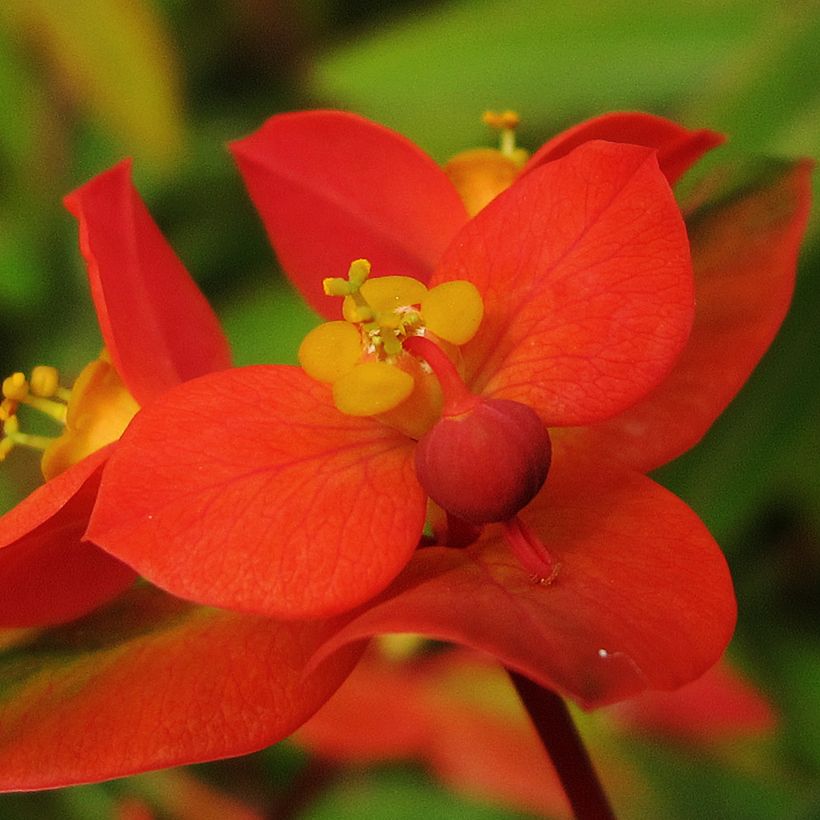 Euphorbia griffithii (Fioritura)