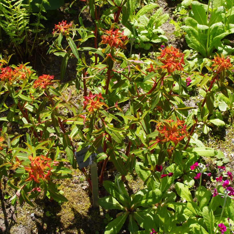 Euphorbia griffithii (Porto)