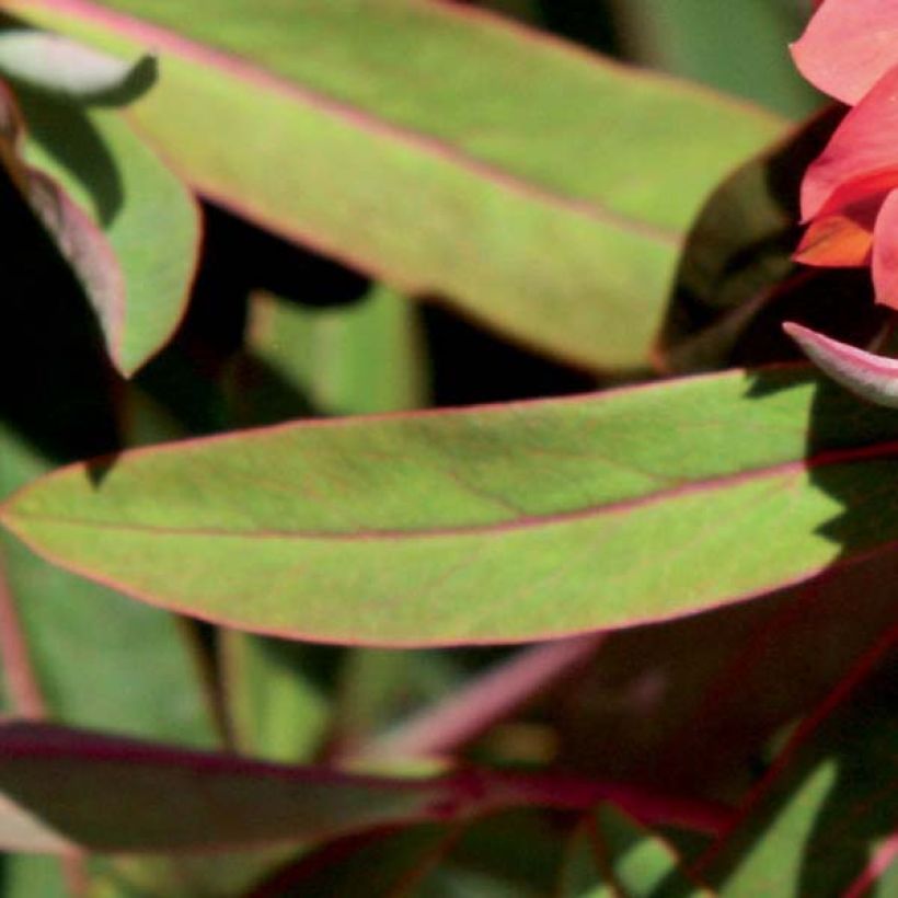 Euphorbia griffithii Fireglow (Fogliame)