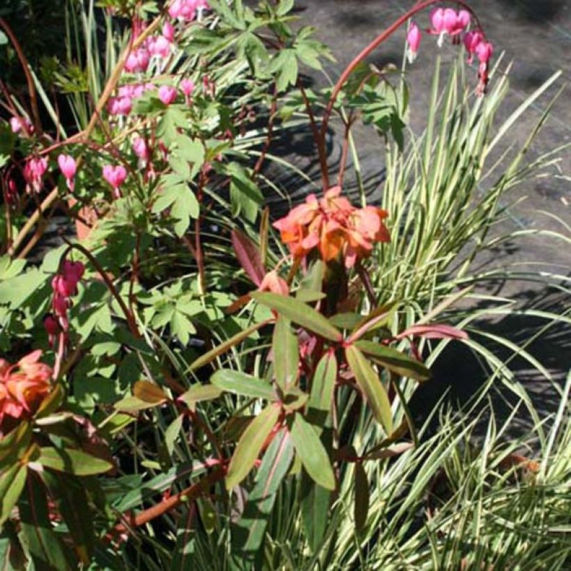 Euphorbia griffithii Fireglow (Porto)