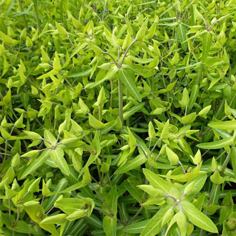 Euphorbia lathyris - Euforbia catapuzia (Fogliame)