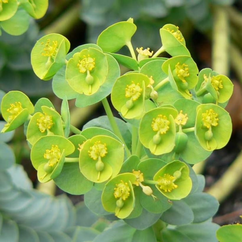 Euphorbia myrsinites (Fioritura)