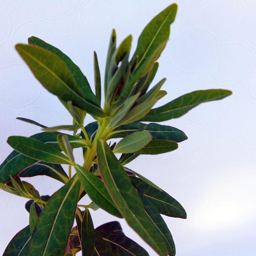 Euphorbia palustris - Euforbia lattaiola (Fogliame)