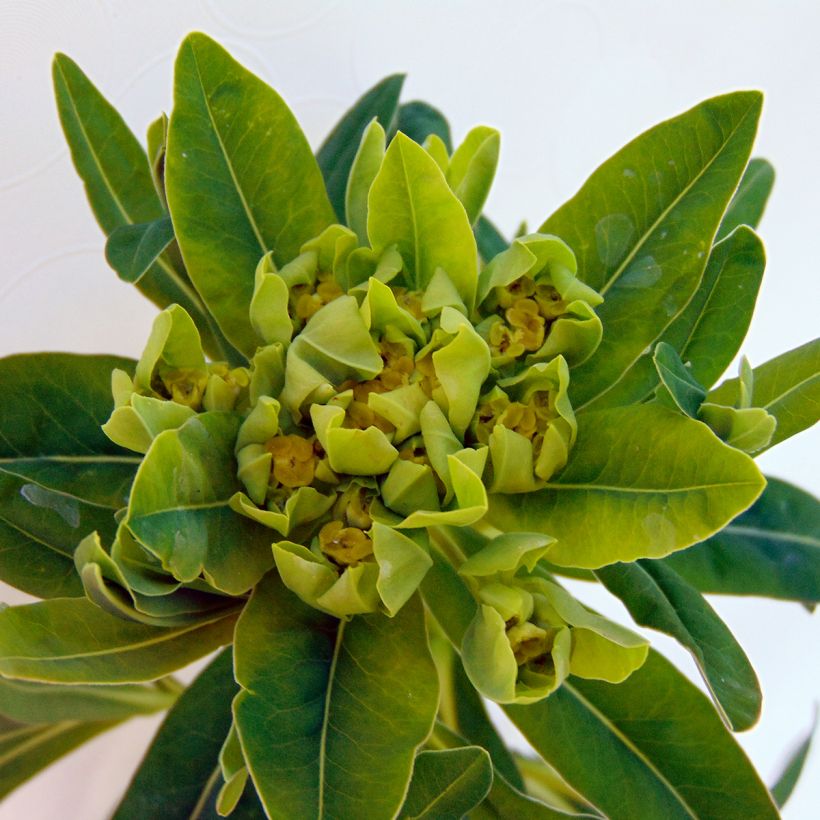 Euphorbia palustris - Euforbia lattaiola (Fioritura)