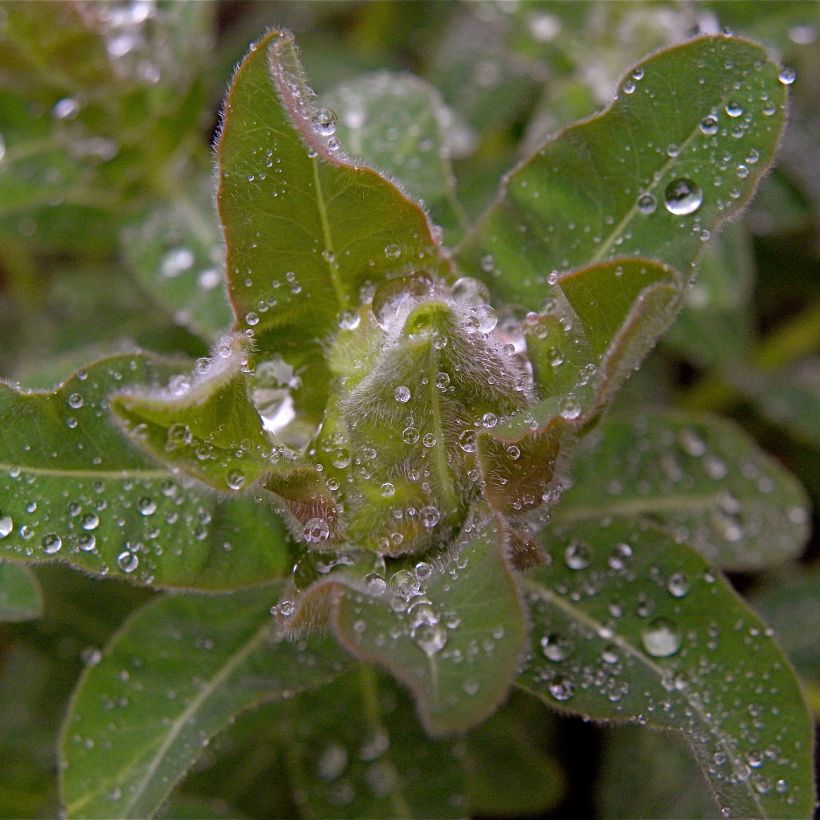 Euphorbia polychroma (Fogliame)