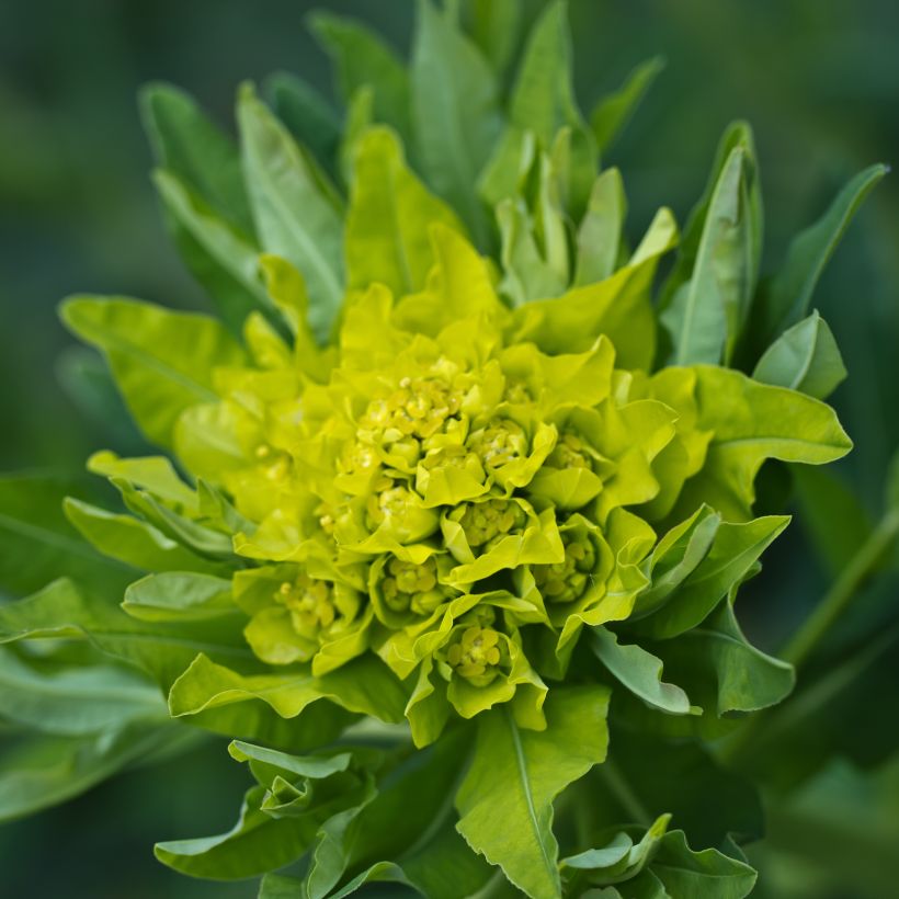 Euphorbia polychroma (Fioritura)