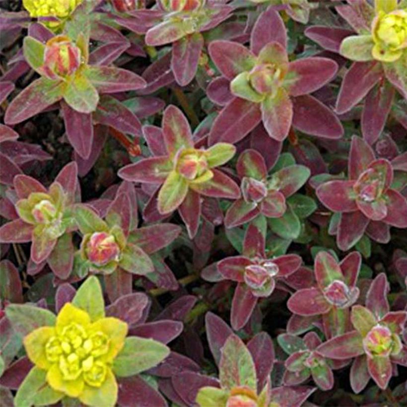 Euphorbia polychroma Bonfire (Fogliame)