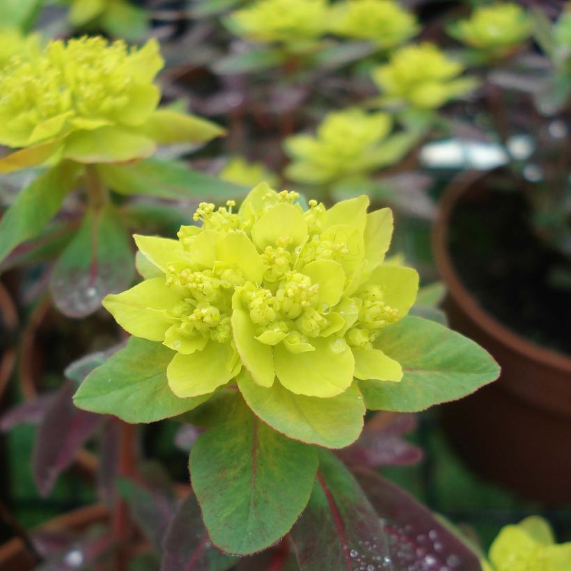 Euphorbia polychroma Bonfire (Fioritura)