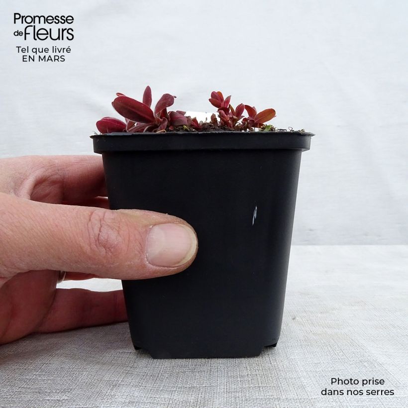 Euphorbia polychroma Bonfire - Euphorbe polychrome Godet de 8/9 cm esemplare consegnato in inverno