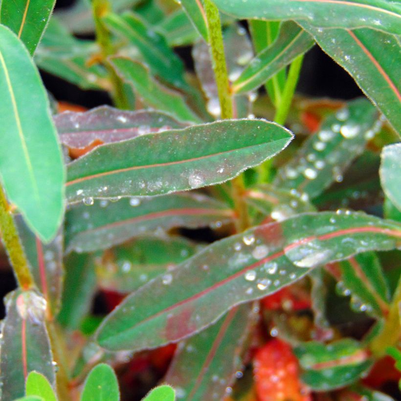 Euphorbia polychroma Purpurea (Fogliame)