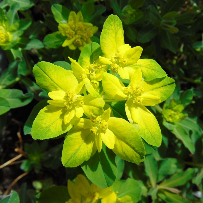 Euphorbia polychroma Purpurea (Fioritura)