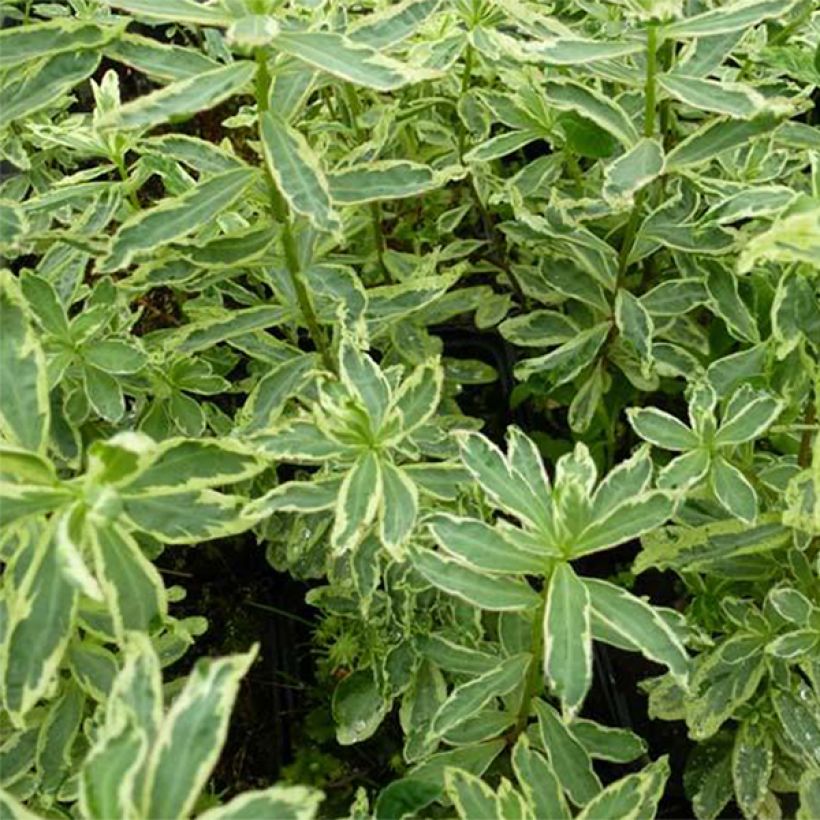 Euphorbia polychroma Variegata (Fogliame)