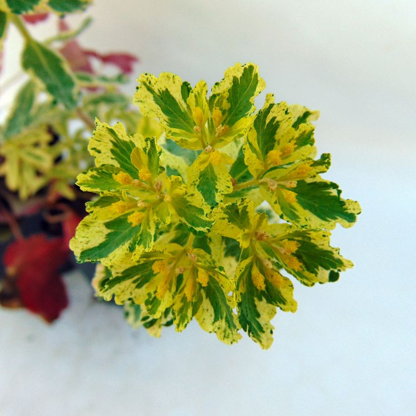 Euphorbia polychroma Variegata (Fioritura)