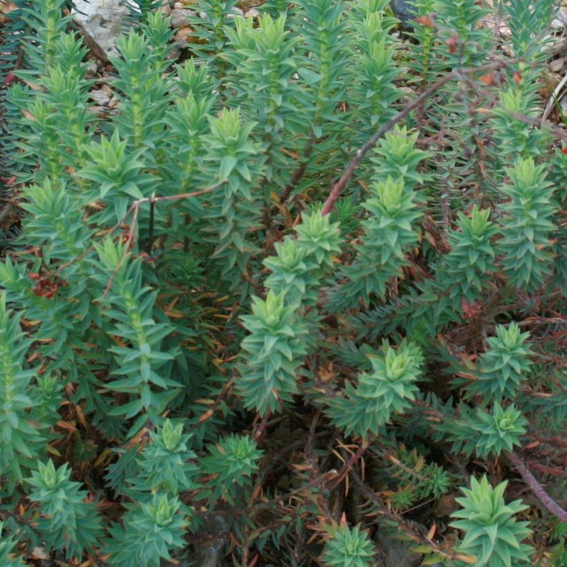 Euphorbia pithyusa - Euforbia delle Baleari (Fogliame)