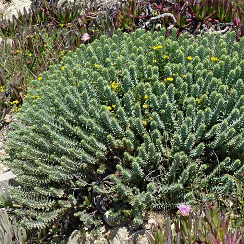 Euphorbia pithyusa - Euforbia delle Baleari (Porto)