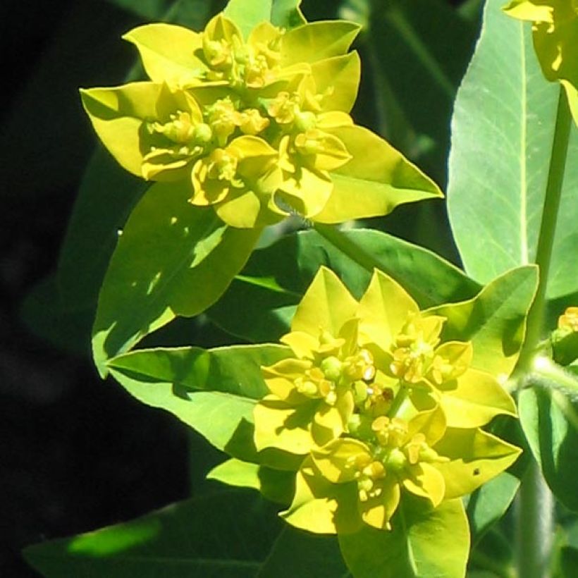 Euphorbia schillingii (Fioritura)