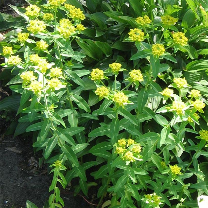 Euphorbia schillingii (Porto)