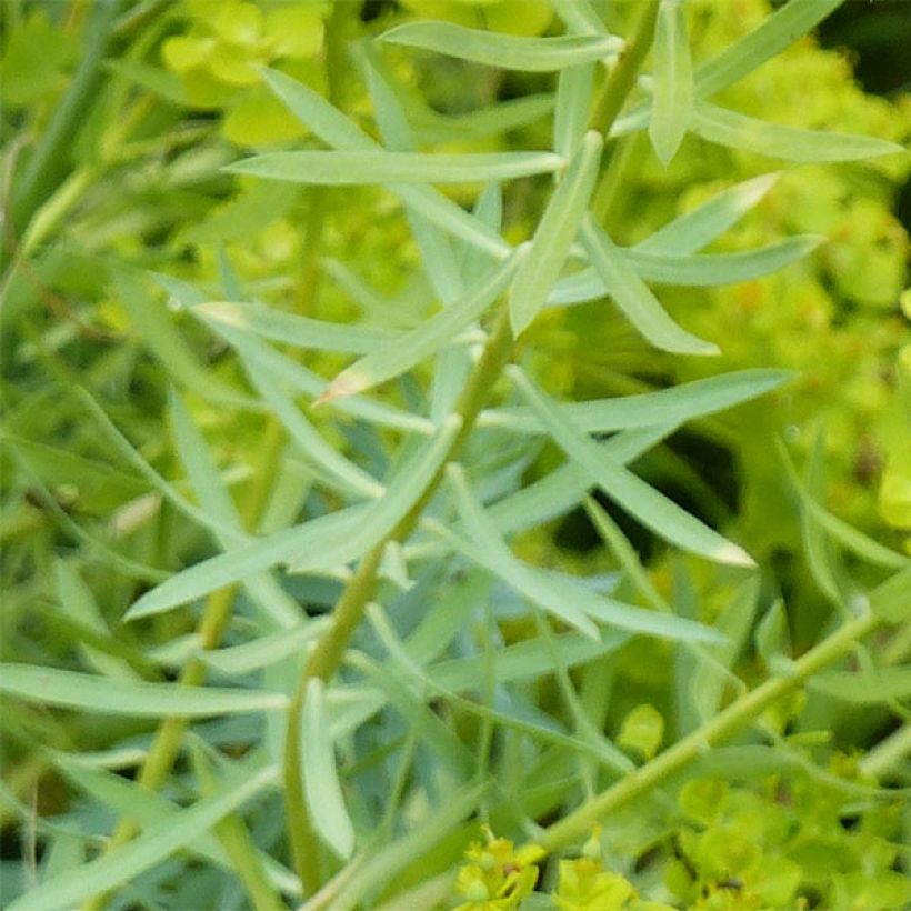 Euphorbia seguieriana subsp. niciciana (Fogliame)