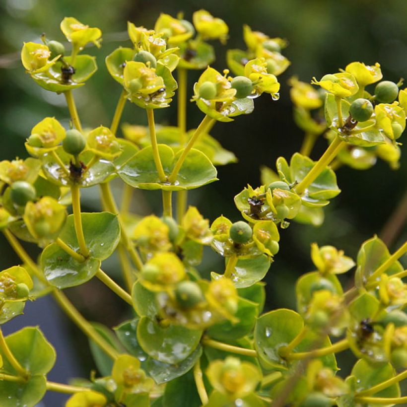 Euphorbia seguieriana subsp. niciciana (Fioritura)